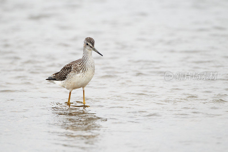 大黄腿，Tringa melanoleuca